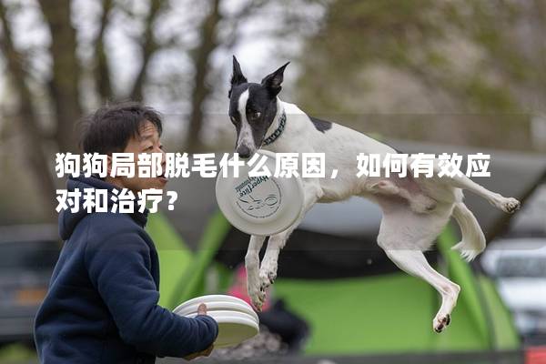 狗狗局部脫毛什么原因，如何有效應對和治療？