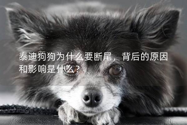 泰迪狗狗為什么要斷尾，背后的原因和影響是什么？