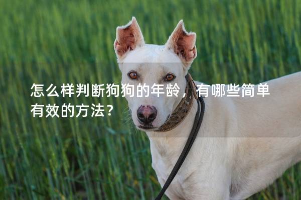 怎么樣判斷狗狗的年齡，有哪些簡(jiǎn)單有效的方法？