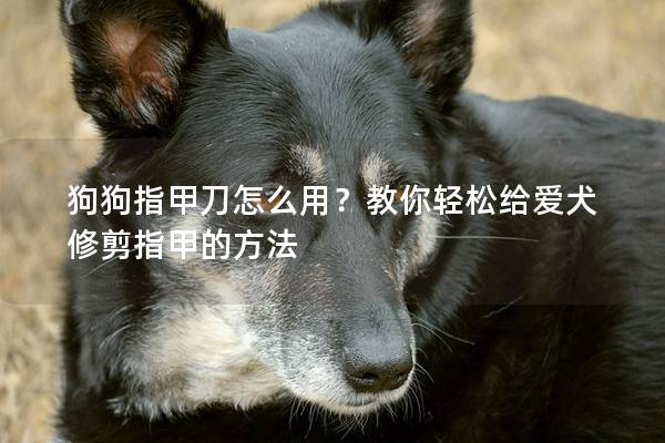 狗狗指甲刀怎么用？教你輕松給愛犬修剪指甲的方法