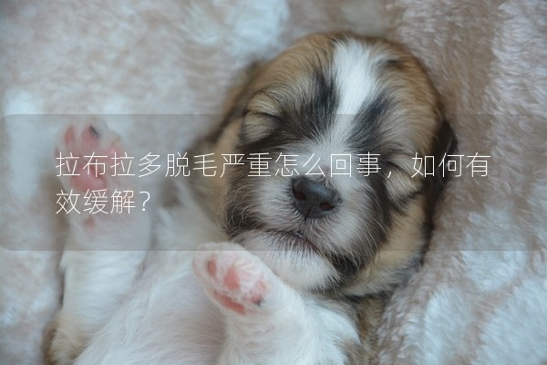 拉布拉多脫毛嚴重怎么回事，如何有效緩解？