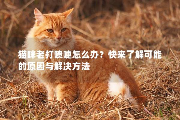 貓咪老打噴嚏怎么辦？快來了解可能的原因與解決方法