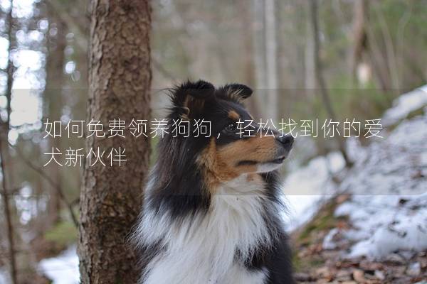 如何免費領養狗狗,輕松找到你的愛犬新伙伴 如何免費領養狗狗,輕松找到你的愛犬新伙伴