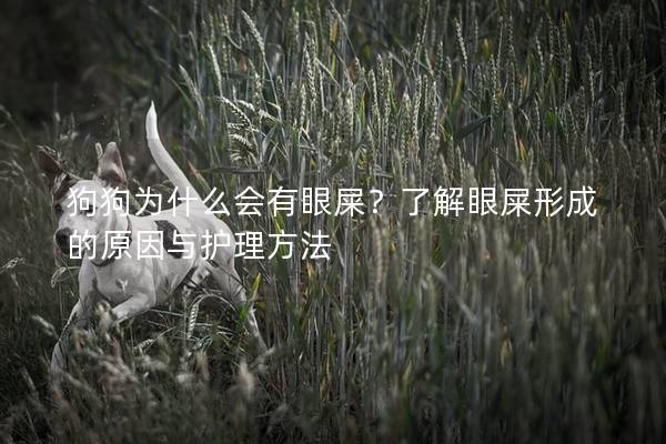狗狗為什么會有眼屎？了解眼屎形成的原因與護理方法