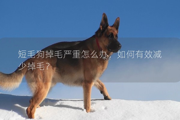 短毛狗掉毛嚴重怎么辦，如何有效減少掉毛？