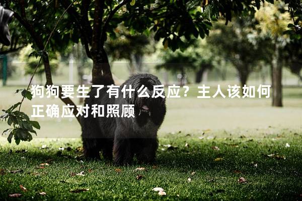 狗狗要生了有什么反應？主人該如何正確應對和照顧