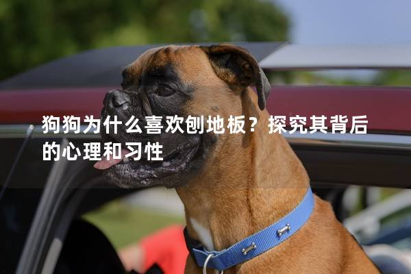 狗狗為什么喜歡刨地板？探究其背后的心理和習性
