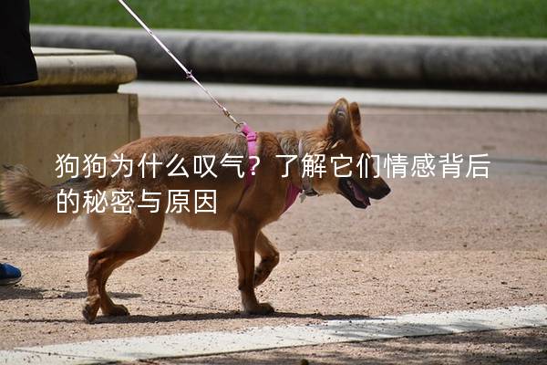 狗狗為什么嘆氣？了解它們情感背后的秘密與原因