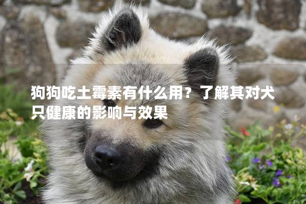 狗狗吃土霉素有什么用？了解其對犬只健康的影響與效果