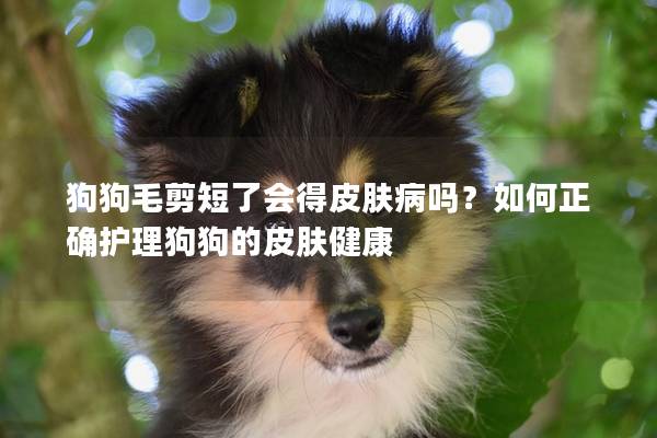 狗狗毛剪短了會得皮膚病嗎?如何正確護理狗狗的皮膚健康 狗狗毛剪短了會得皮膚病嗎?如何正確護理狗狗的皮膚健康