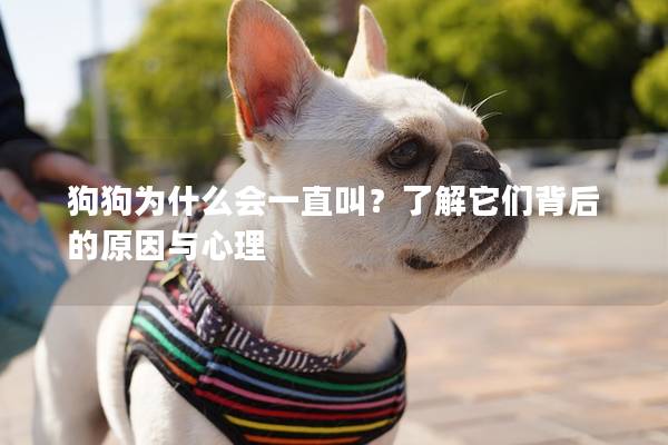 狗狗為什么會一直叫？了解它們背后的原因與心理