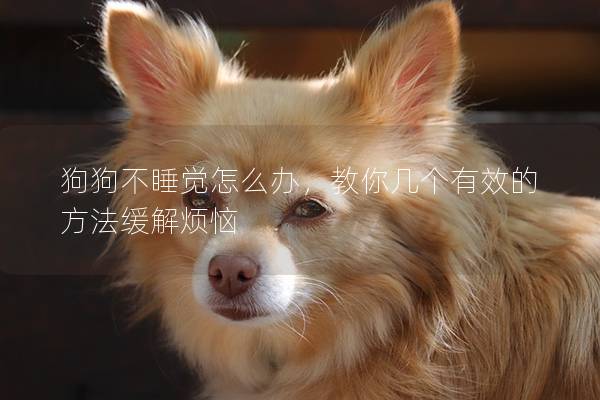 狗狗不睡覺(jué)怎么辦，教你幾個(gè)有效的方法緩解煩惱