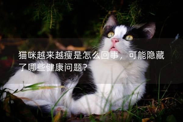 貓咪越來越瘦是怎么回事，可能隱藏了哪些健康問題？