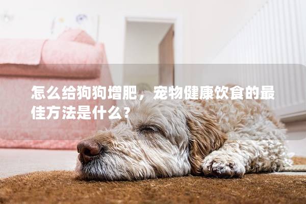 怎么給狗狗增肥，寵物健康飲食的最佳方法是什么？