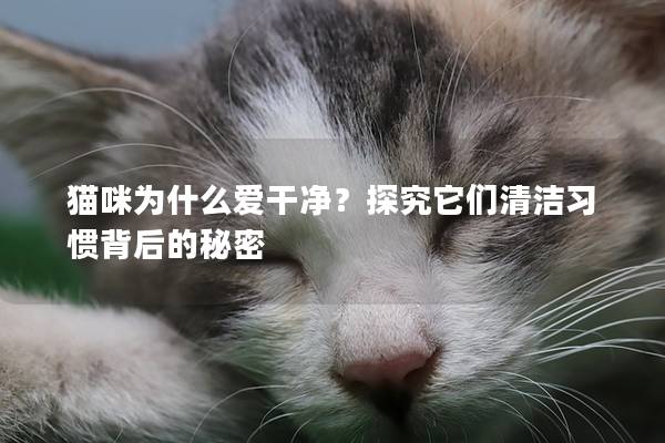貓咪為什么愛干凈？探究它們清潔習慣背后的秘密