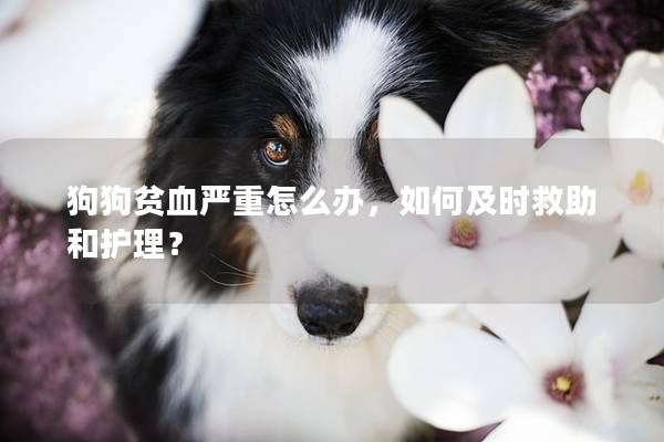 狗狗貧血嚴重怎么辦，如何及時救助和護理？