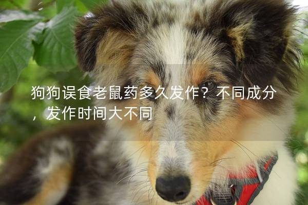 狗狗誤食老鼠藥多久發作？不同成分，發作時間大不同