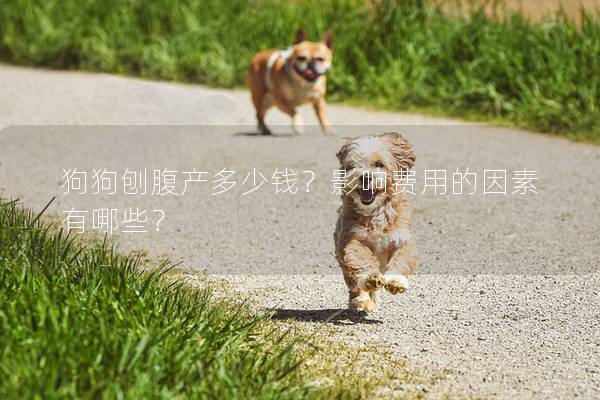 狗狗刨腹產多少錢？影響費用的因素有哪些？