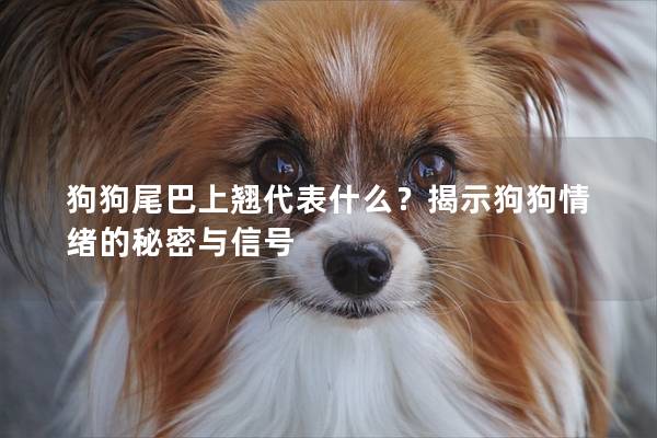 狗狗尾巴上翹代表什么？揭示狗狗情緒的秘密與信號