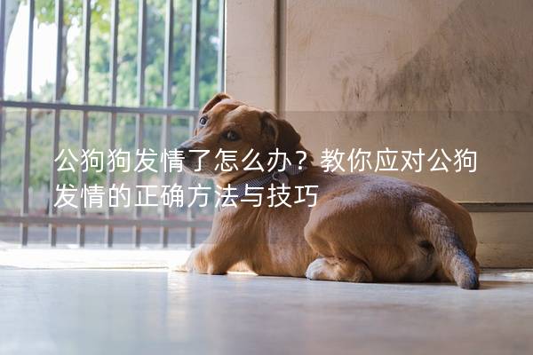 公狗狗發情了怎么辦？教你應對公狗發情的正確方法與技巧