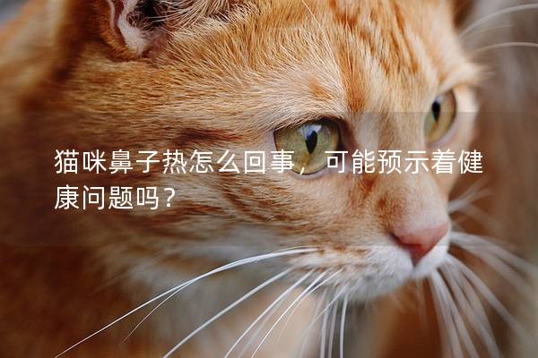 貓咪鼻子熱怎么回事，可能預示著健康問題嗎？