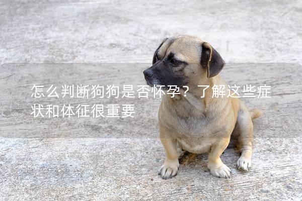 怎么判斷狗狗是否懷孕？了解這些癥狀和體征很重要