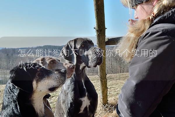 怎么能讓狗狗不叫，教你幾個實用的小技巧