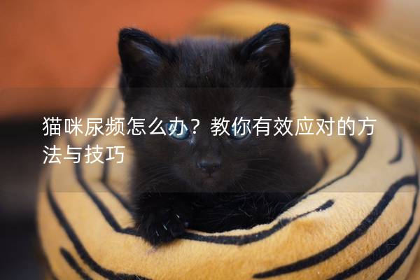 貓咪尿頻怎么辦？教你有效應(yīng)對的方法與技巧