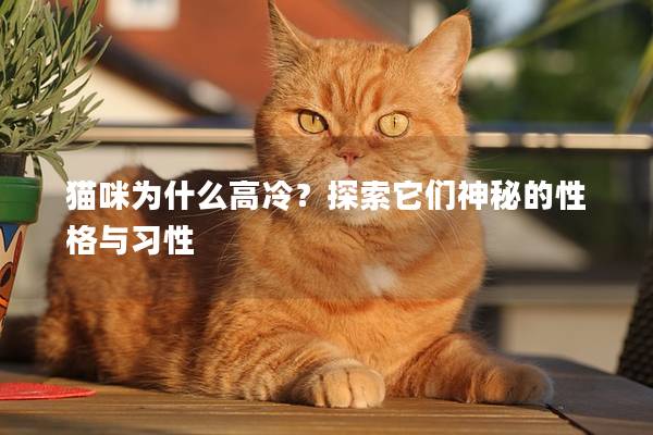 貓咪為什么高冷？探索它們神秘的性格與習性