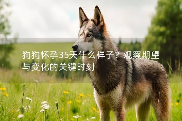 狗狗懷孕35天什么樣子？觀察期望與變化的關鍵時刻