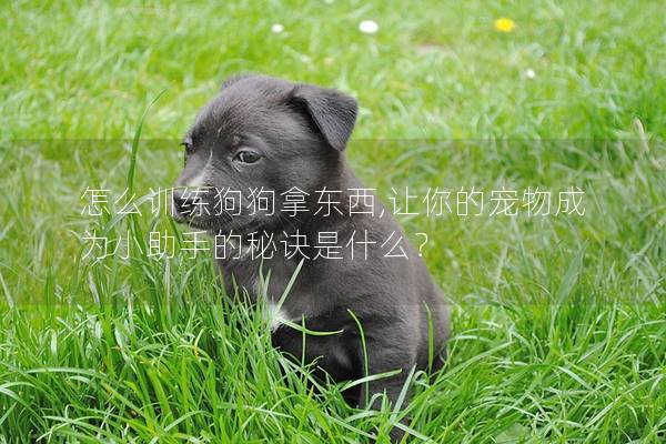 怎么訓練狗狗拿東西,讓你的寵物成為小助手的秘訣是什么？