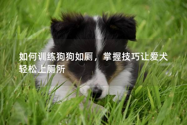 如何訓(xùn)練狗狗如廁，掌握技巧讓愛犬輕松上廁所