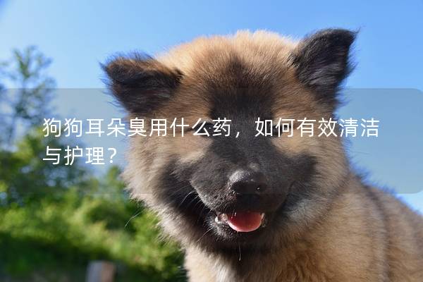 狗狗耳朵臭用什么藥，如何有效清潔與護理？