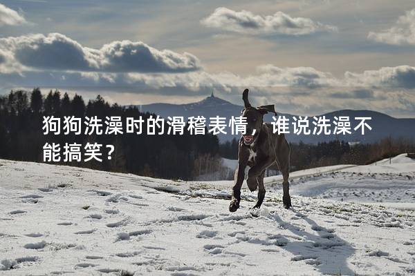 狗狗洗澡時的滑稽表情，誰說洗澡不能搞笑？