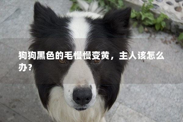 狗狗黑色的毛慢慢變黃，主人該怎么辦？