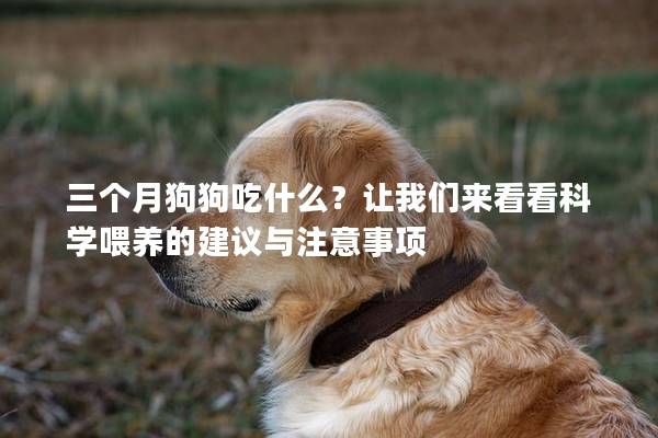 三個月狗狗吃什么？讓我們來看看科學喂養的建議與注意事項