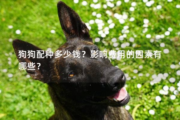 狗狗配種多少錢？影響費(fèi)用的因素有哪些？