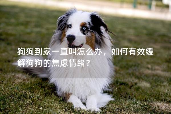 狗狗到家一直叫怎么辦，如何有效緩解狗狗的焦慮情緒？
