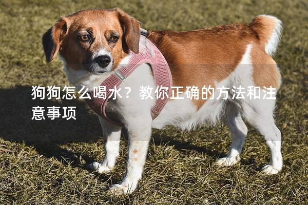 狗狗怎么喝水？教你正確的方法和注意事項