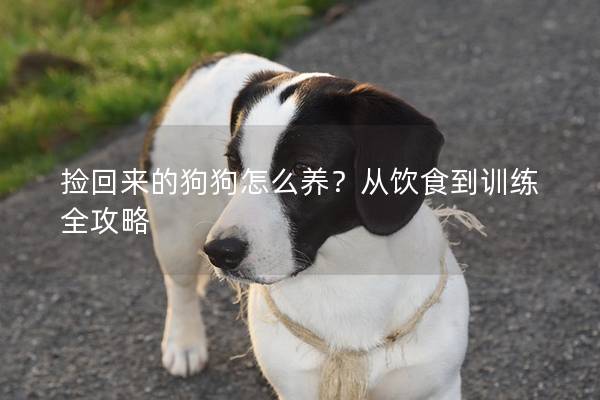 撿回來的狗狗怎么養？從飲食到訓練全攻略