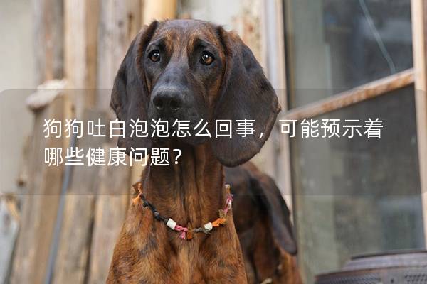 狗狗吐白泡泡怎么回事，可能預(yù)示著哪些健康問題？