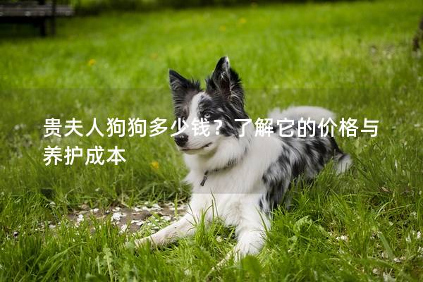 貴夫人狗狗多少錢？了解它的價格與養(yǎng)護成本
