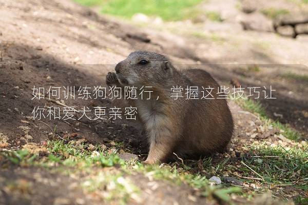 如何訓練狗狗隨行,掌握這些技巧讓你和愛犬更親密 如何訓練狗狗隨行,掌握這些技巧讓你和愛犬更親密