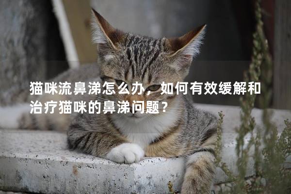 貓咪流鼻涕怎么辦，如何有效緩解和治療貓咪的鼻涕問題？