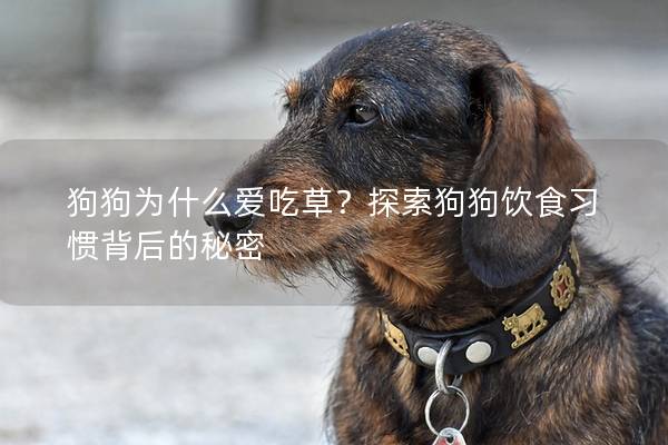 狗狗為什么愛吃草？探索狗狗飲食習慣背后的秘密