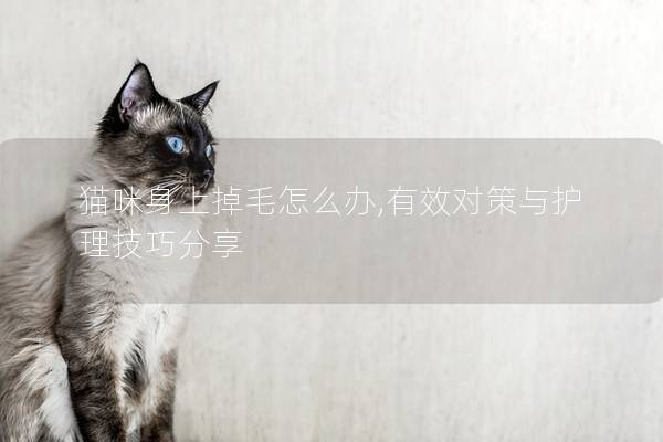 貓咪身上掉毛怎么辦,有效對策與護理技巧分享