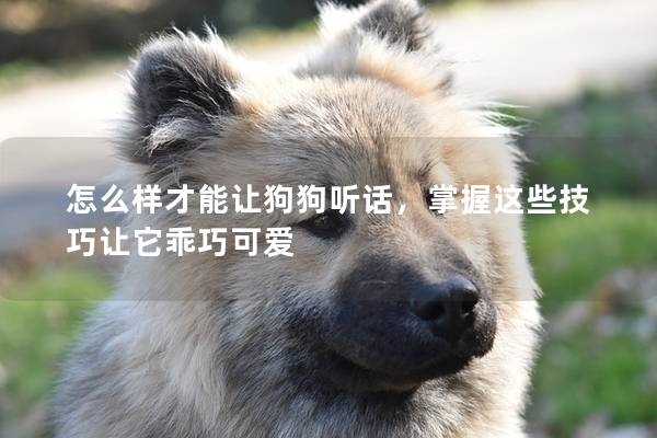 怎么樣才能讓狗狗聽(tīng)話，掌握這些技巧讓它乖巧可愛(ài)