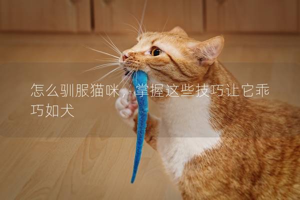 怎么馴服貓咪，掌握這些技巧讓它乖巧如犬