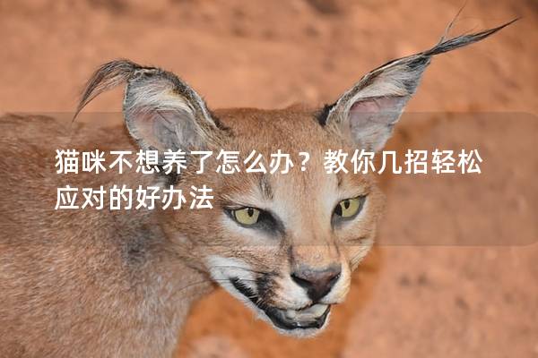 貓咪不想養(yǎng)了怎么辦？教你幾招輕松應對的好辦法