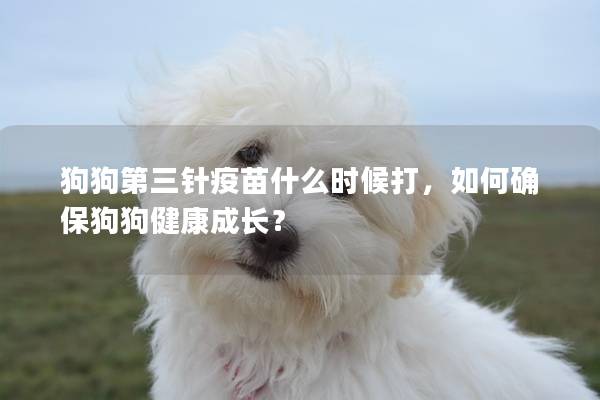 狗狗第三針疫苗什么時候打，如何確保狗狗健康成長？